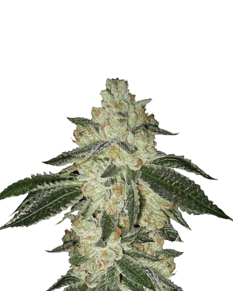 Aurora Indica Auto | AUTOFEM | Nirvana Seeds