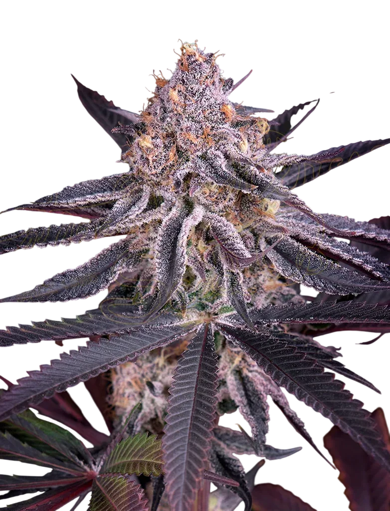 Kings Juice – Produktansicht