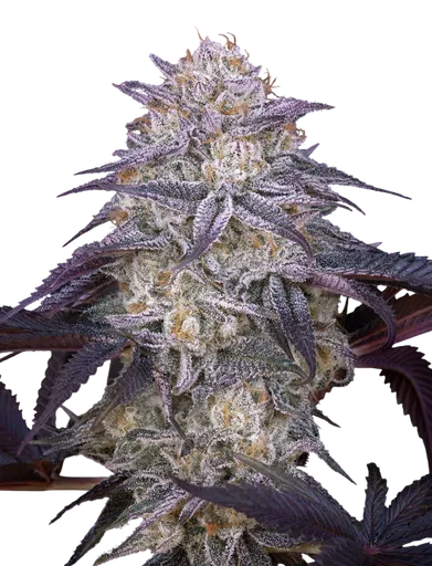 Kings Juice Auto