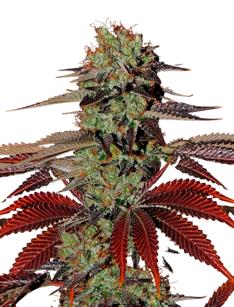 Kings Kush Auto | AUTOFEM | Greenhouse Seed Co.