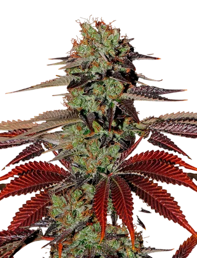 Kings Kush Auto