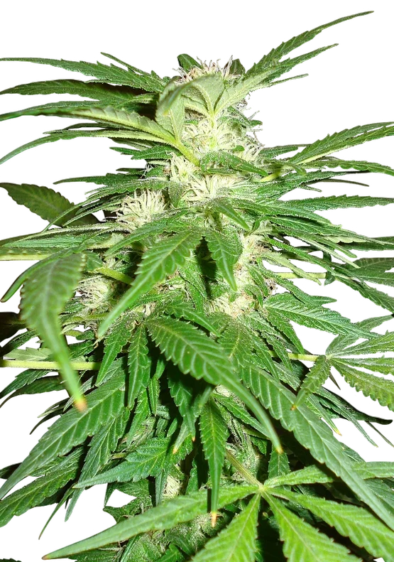 Aurora Indica | PHOTOREG | Nirvana Seeds
