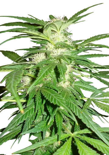 Aurora Indica