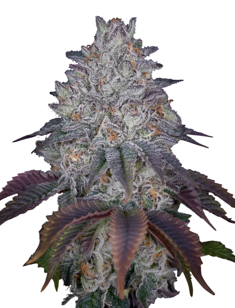 Kings Tart | PHOTOFEM | Greenhouse Seed Co.