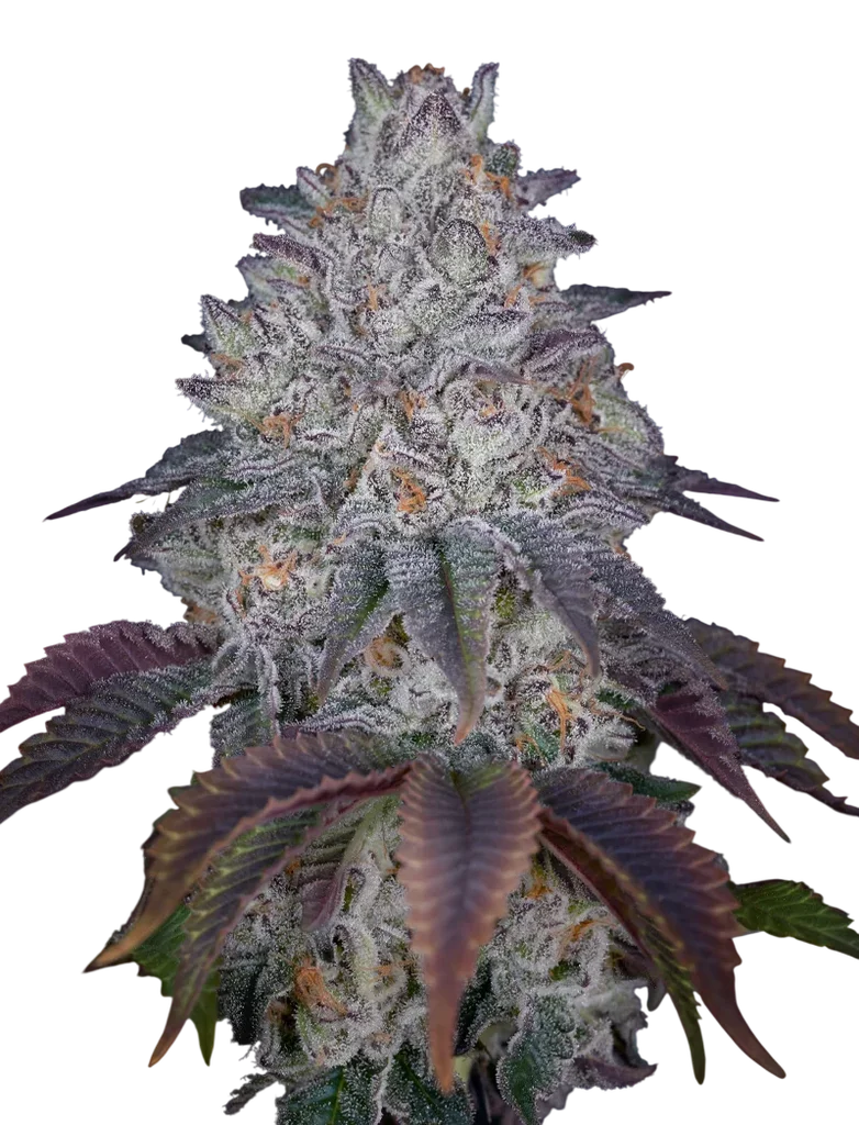 Kings Tart | PHOTOFEM | Greenhouse Seed Co.