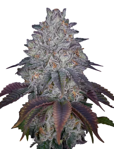 Kings Tart