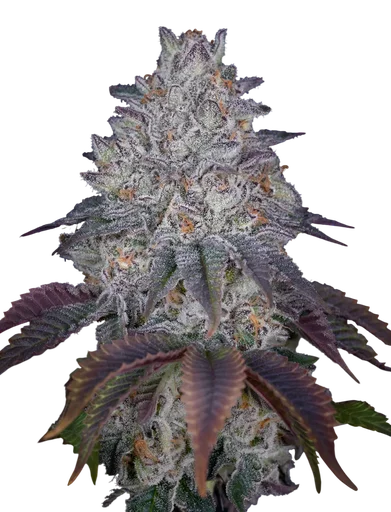 Kings Tart
