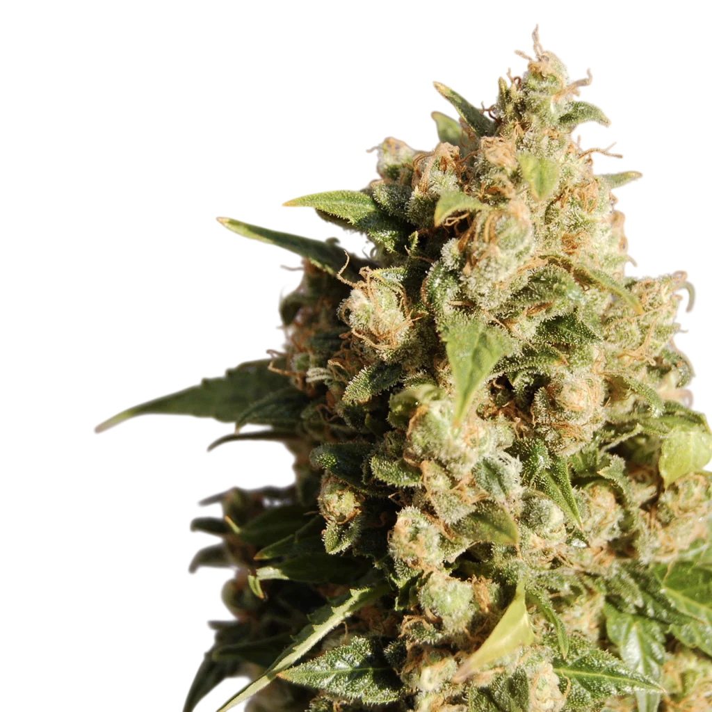 Kiss (Big Northern) – Produktansicht