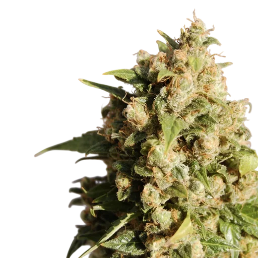 Kiss (Big Northern)