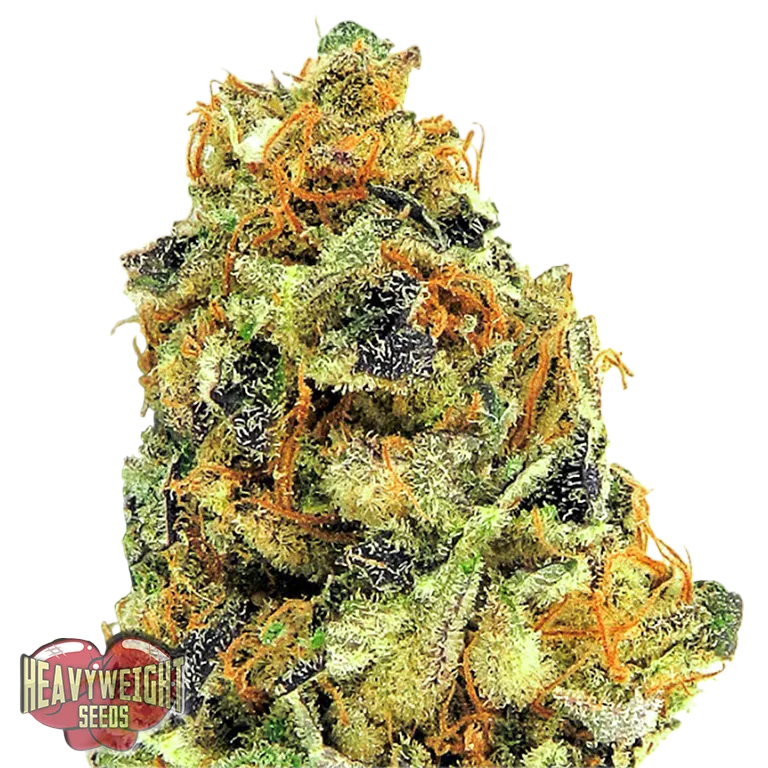 K.O. Kush | PHOTOFEM | Heavyweight Seeds
