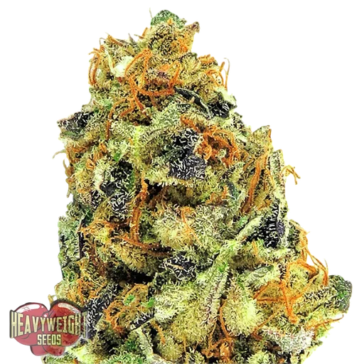 K.O. Kush