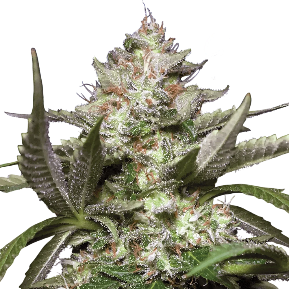 Kong 4 Auto | AUTOFEM | Paradise Seeds