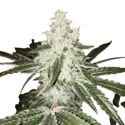 Kong 47 | PHOTOFEM | Dr. Underground