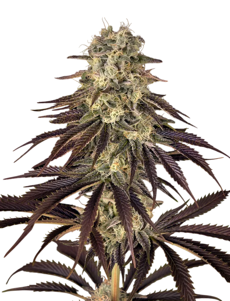 Kongs Krush | PHOTOFEM | Greenhouse Seed Co.