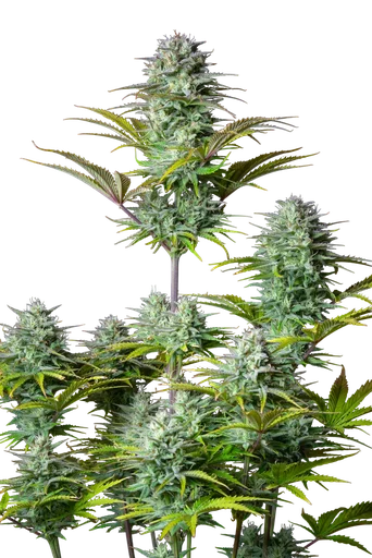 Kosher Cake Auto