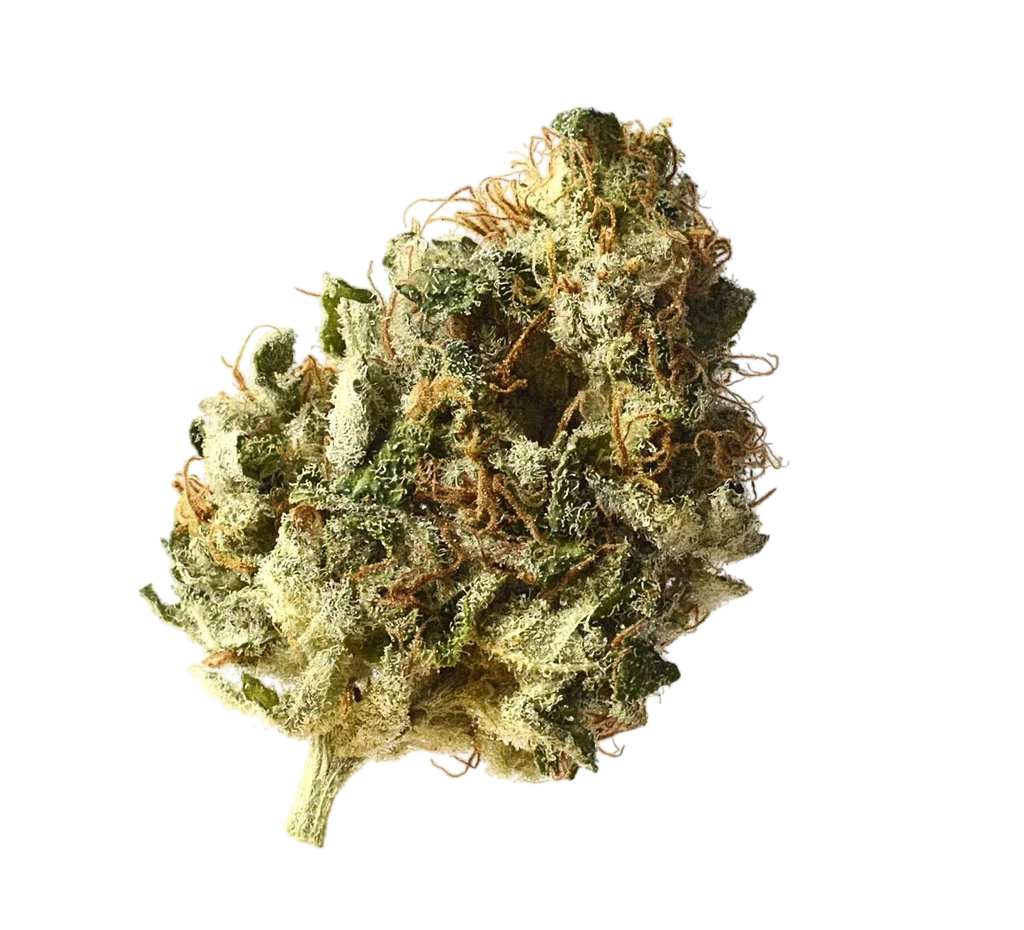 Kosher Choco Kush | PHOTOFEM | Amsterdam Genetics