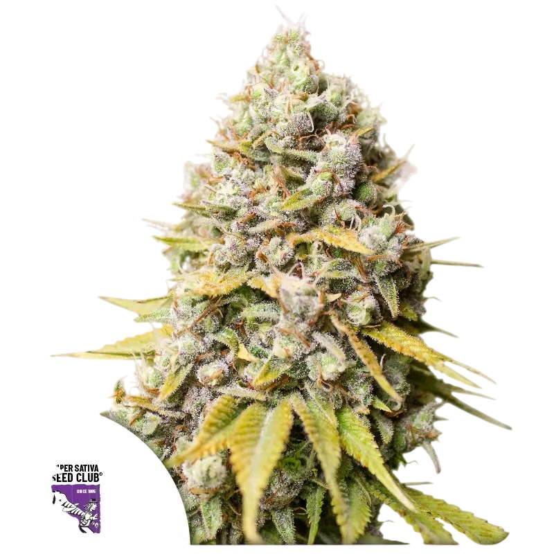 Kosher Haze | PHOTOFEM | Super Sativa Seed Club