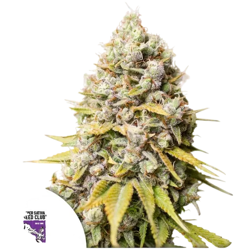 Kosher Haze