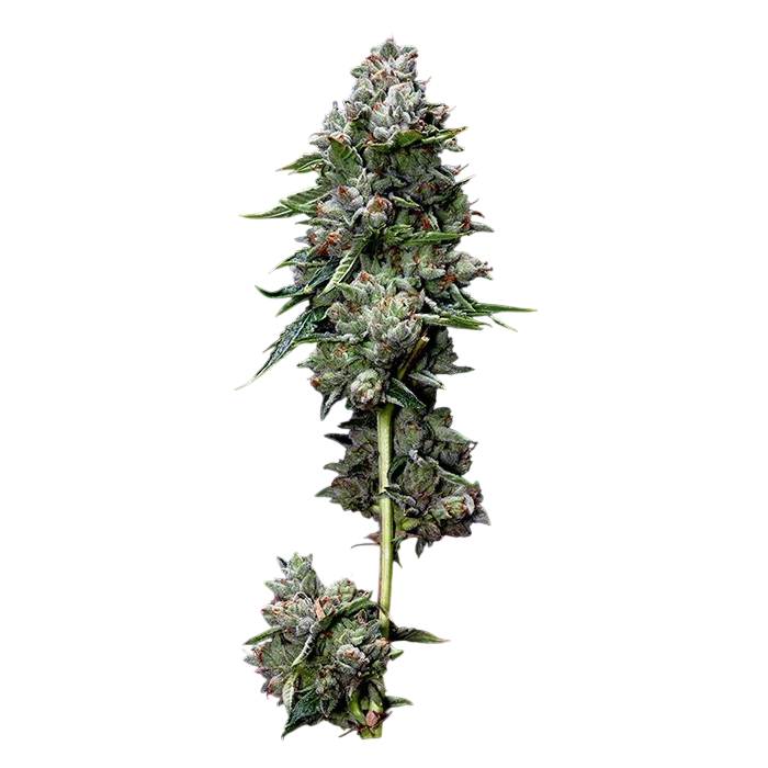 Kosher Kush | PHOTOFEM | DNA Genetics