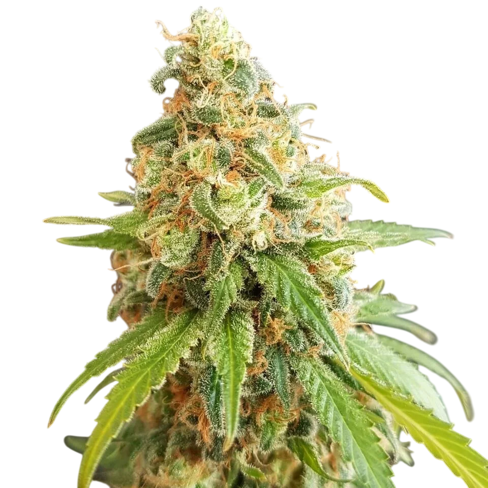 Kosher Kush | PHOTOFEM | Garden Of Green