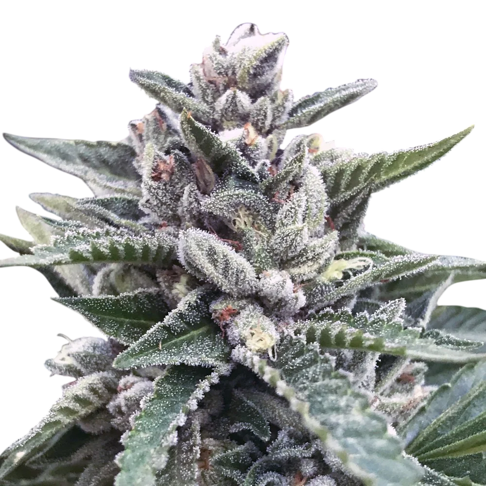 Kosher Sorbet | PHOTOFEM | DNA Genetics