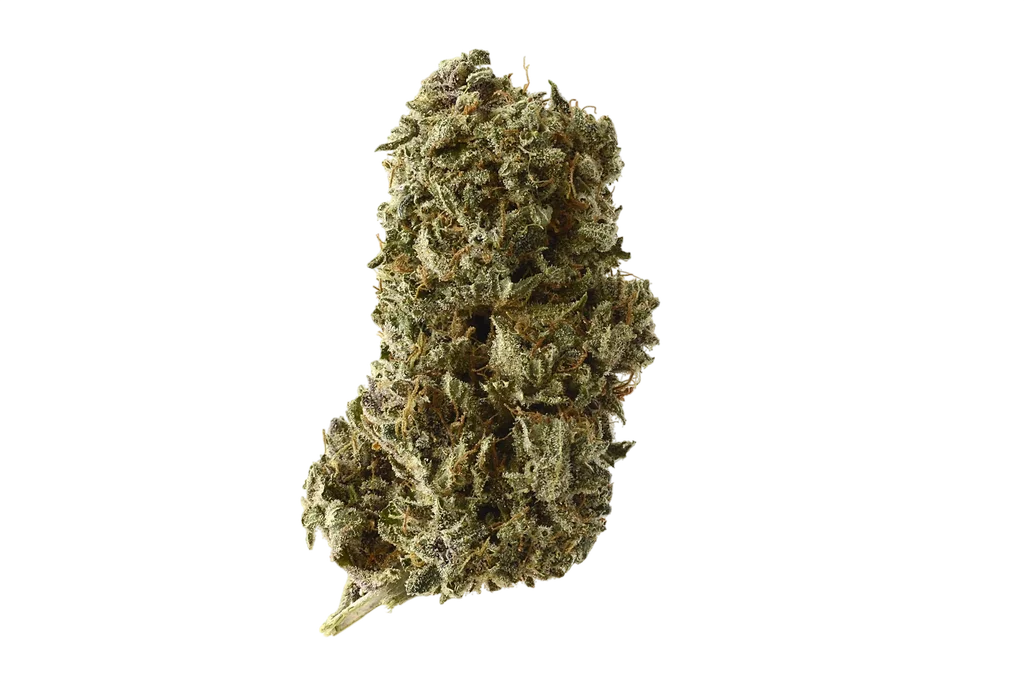 Kosher Tangie Kush | PHOTOFEM | Amsterdam Genetics
