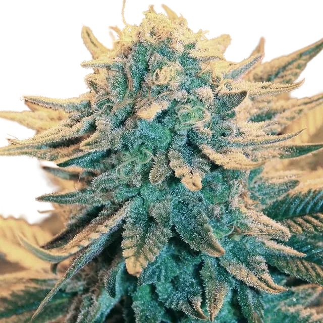 B-52 | PHOTOFEM | Nirvana Seeds