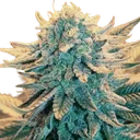 B-52 | PHOTOFEM | Nirvana Seeds