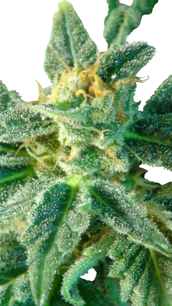 Kritic (Kritic 70) Auto | AUTOFEM | Kannabia Seeds