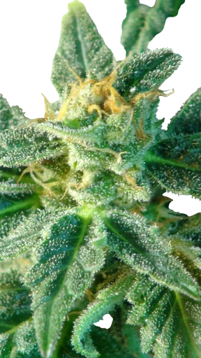 Kritic (Kritic 70) Auto