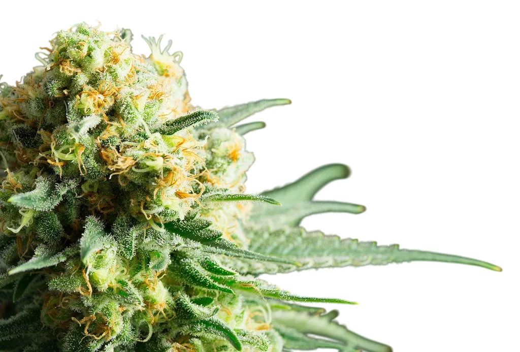 Kritikal - K | PHOTOFEM | Kannabia Seeds
