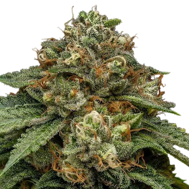 Kroma | PHOTOFEM | Ripper Seeds