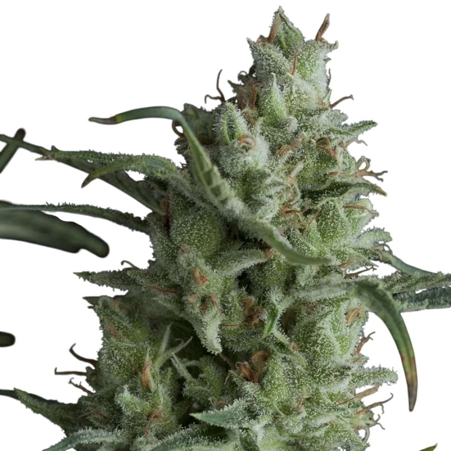 Kryptonite | PHOTOFEM | Pyramid Seeds