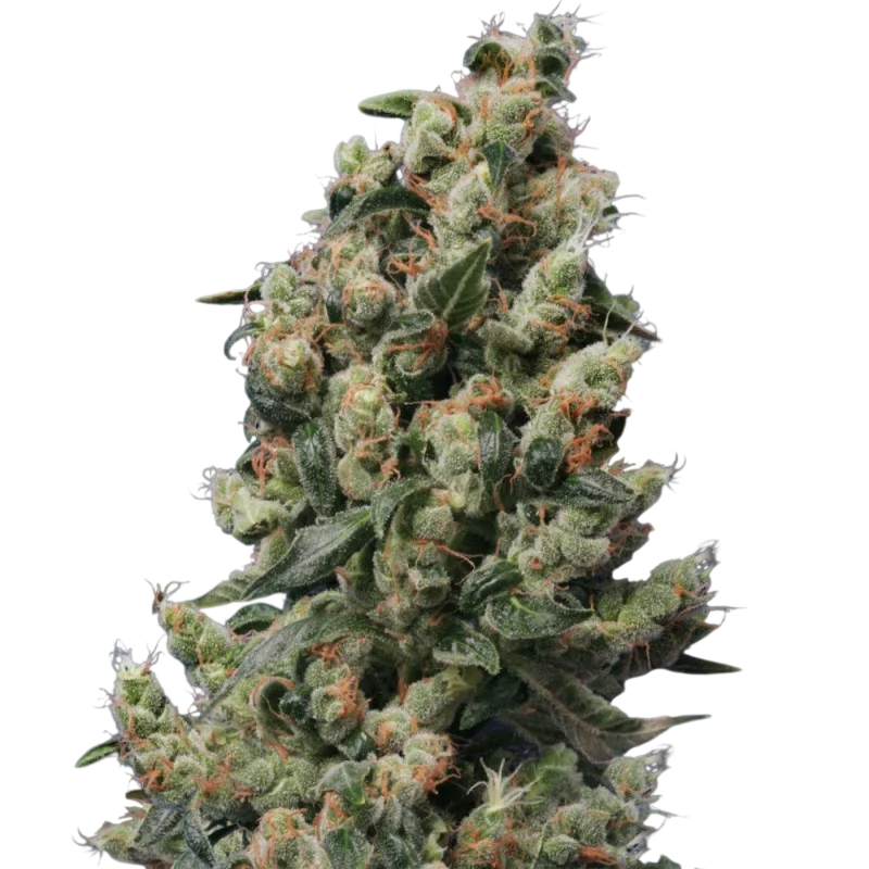 Kushage – Produktansicht