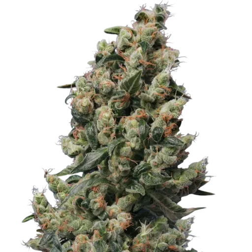 Kushage