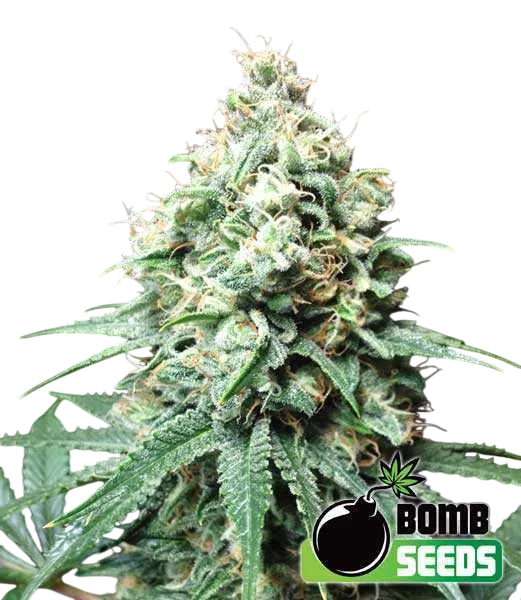 Kush Bomb | PHOTOFEM | Bomb Seeds
