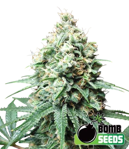 Kush Bomb | PHOTOFEM | Bomb Seeds