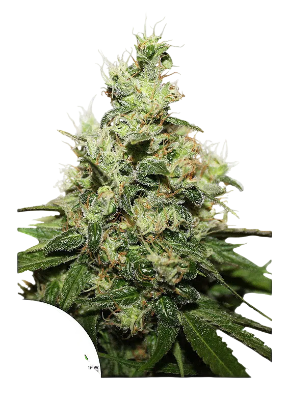 Kush CBD | PHOTOFEM | Dutch Passion