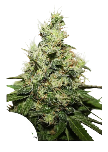 Kush CBD