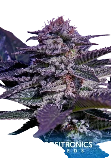 Kush Express Auto