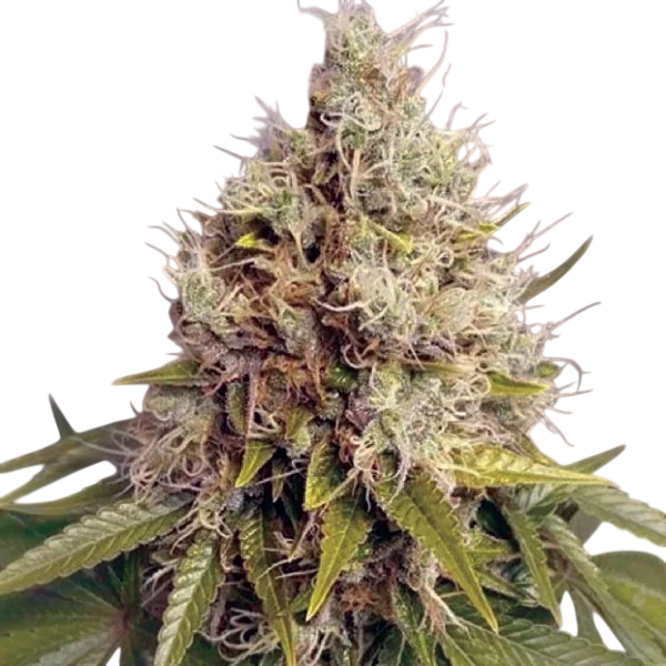 Kush Mass Auto | AUTOFEM | Garden Of Green