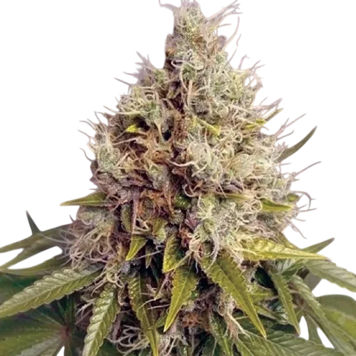 Kush Mass Auto