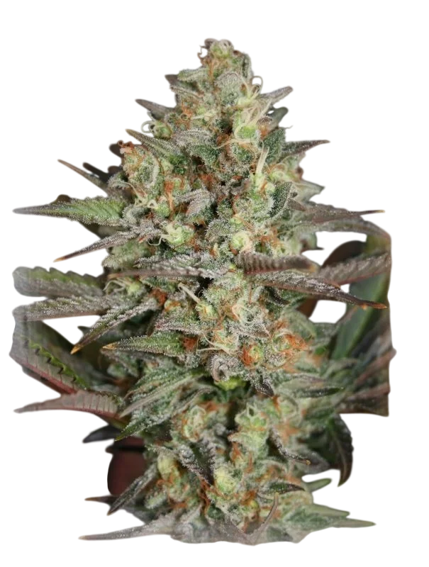 Kush Mass | PHOTOFEM | Garden Of Green