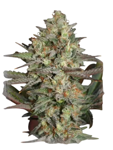 Kush Mass
