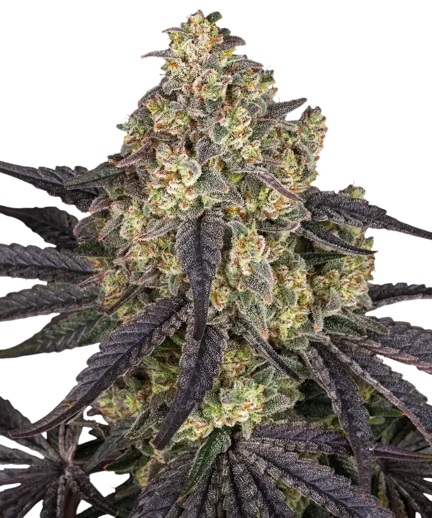 Kush Mintz | PHOTOFEM | Barneys Farm