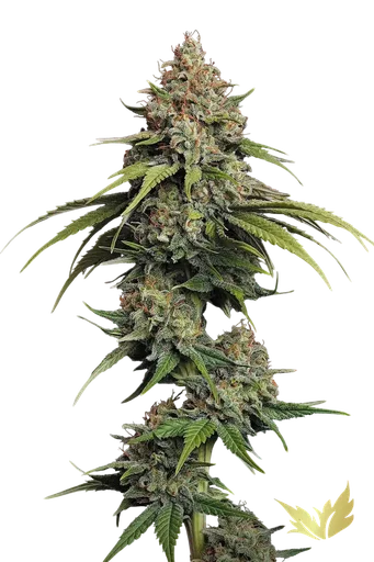L.A. Amnesia