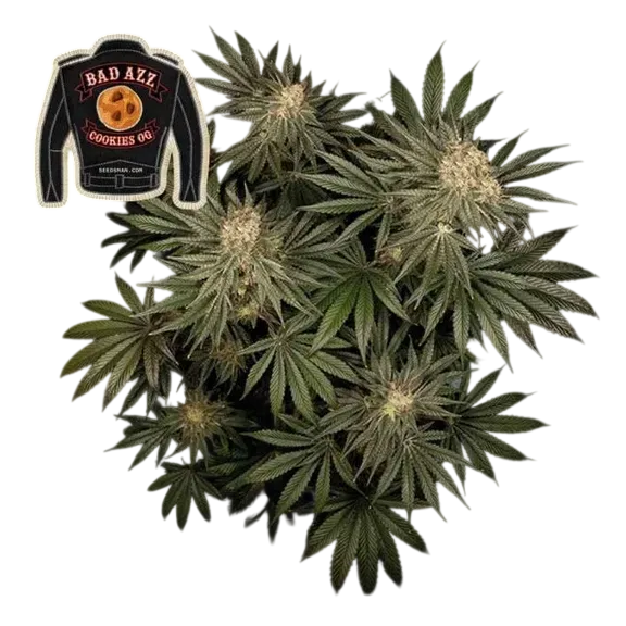 Badazz Cookies OG | PHOTOFEM | Tiger One Bulk