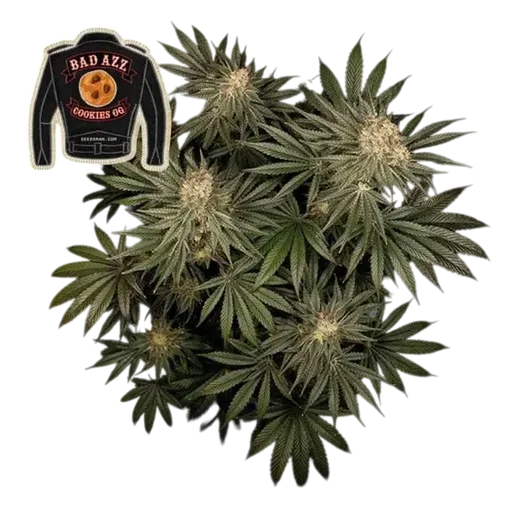 Badazz Cookies OG