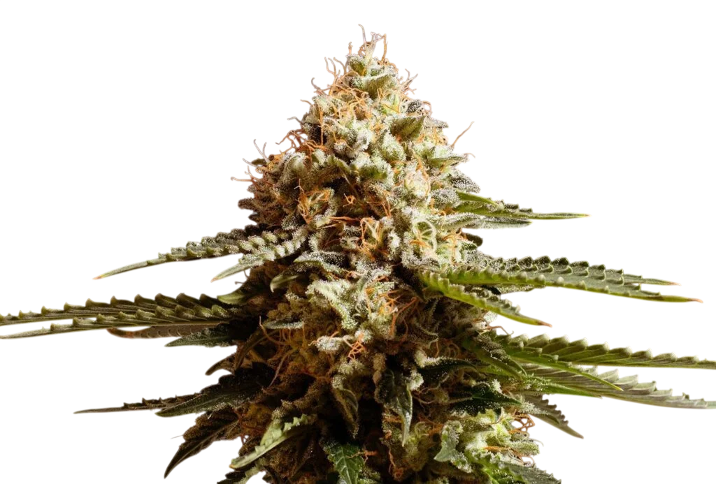 La Blanca | PHOTOFEM | Kannabia Seeds