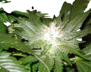 La Blanca